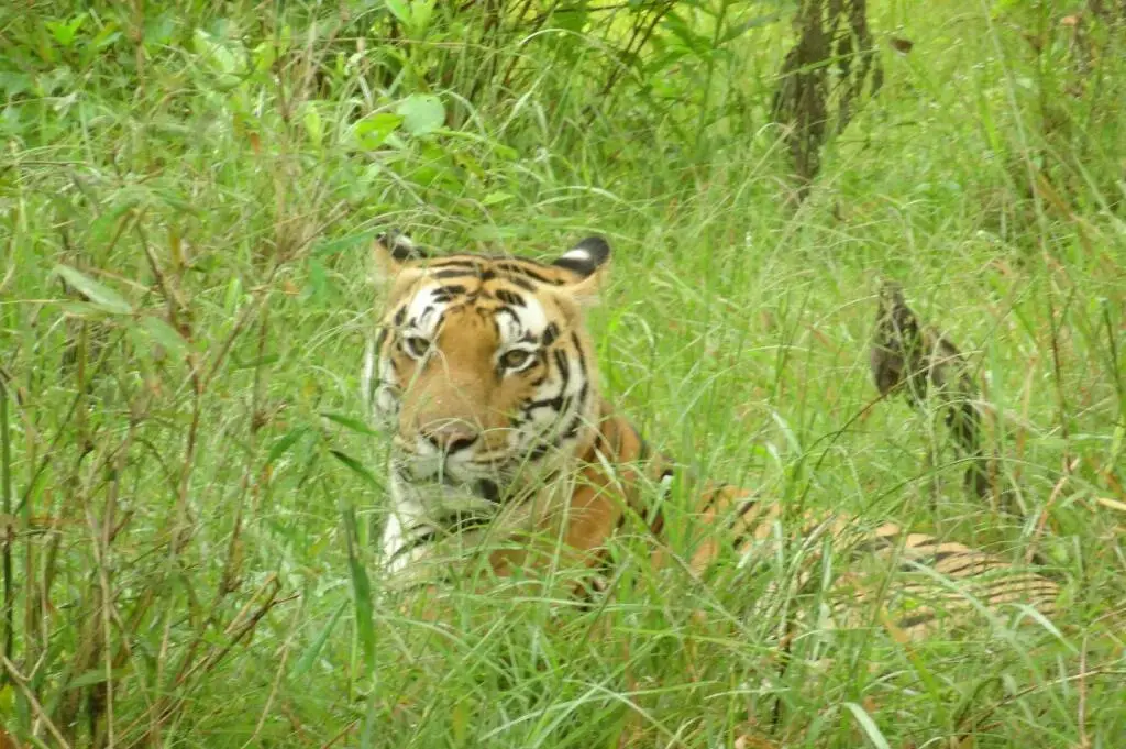 Баихар: Windsor Tiger Resort