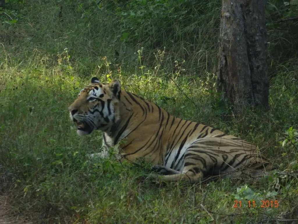 Баихар: Windsor Tiger Resort