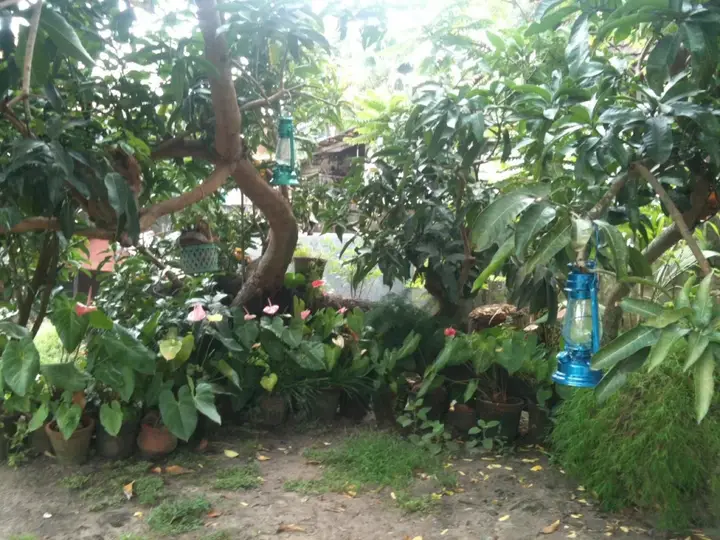 Коччи: Francis Homestay
