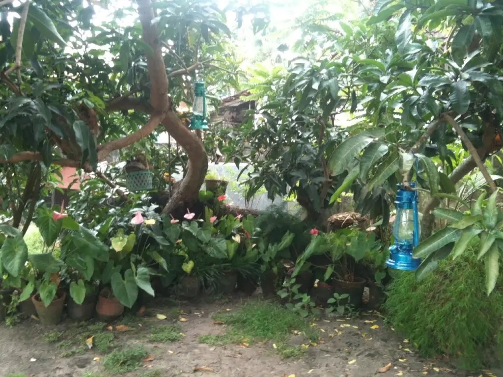 Коччи: Francis Homestay