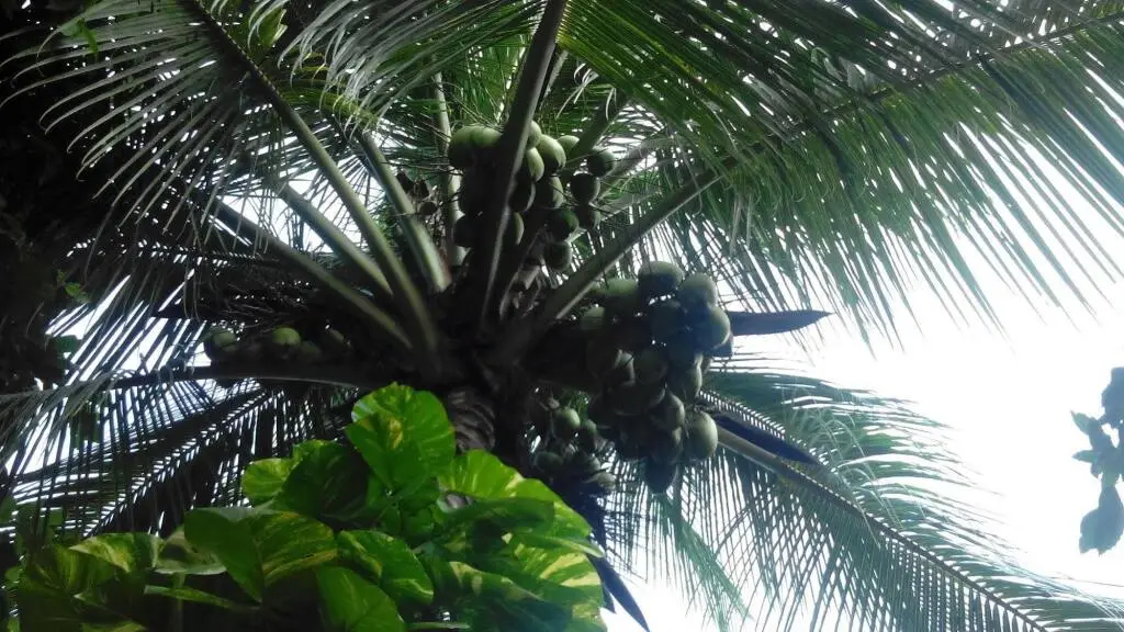 Goa Velha Guest House — фото 1
