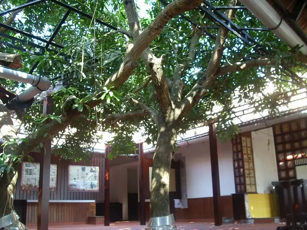 Коччи: The Mango Tree Inn