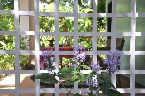 Варкала: Villa Jacaranda