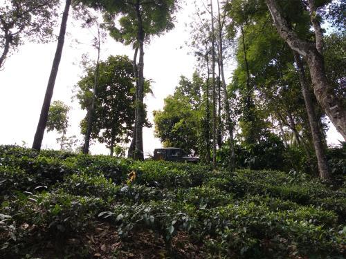 Verdant Vagamon — фото 1
