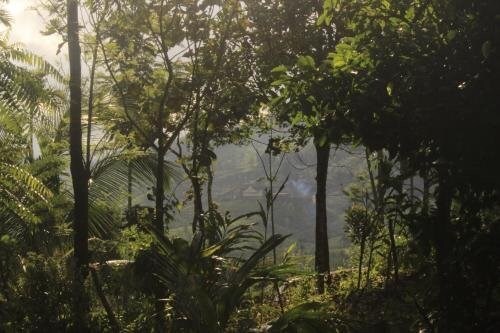 Куттикканам: Verdant Vagamon