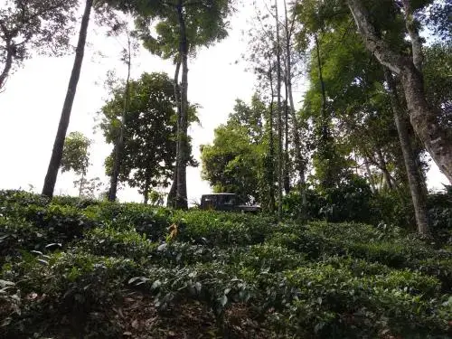 Куттикканам: Verdant Vagamon