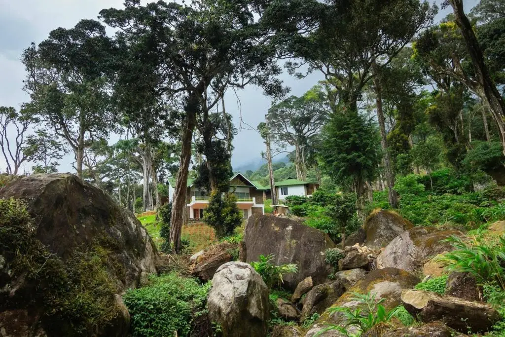 Муннар: Neelakurunji Plantation Munnar