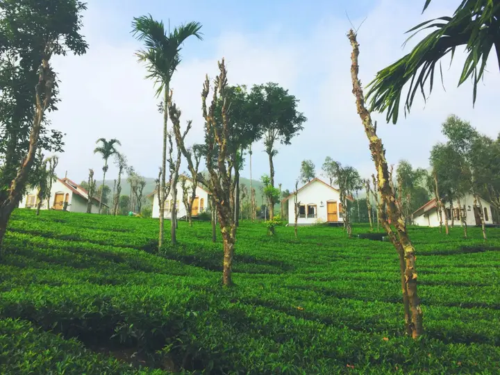 Велламундра: Tea Terrace Vythiri Resort
