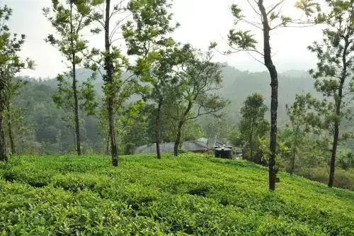 Tea Garden Holiday Home — фото 1