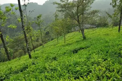 Султан-Батери: Tea Garden Holiday Home