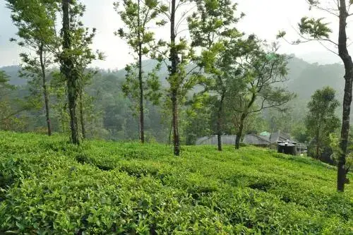 Султан-Батери: Tea Garden Holiday Home