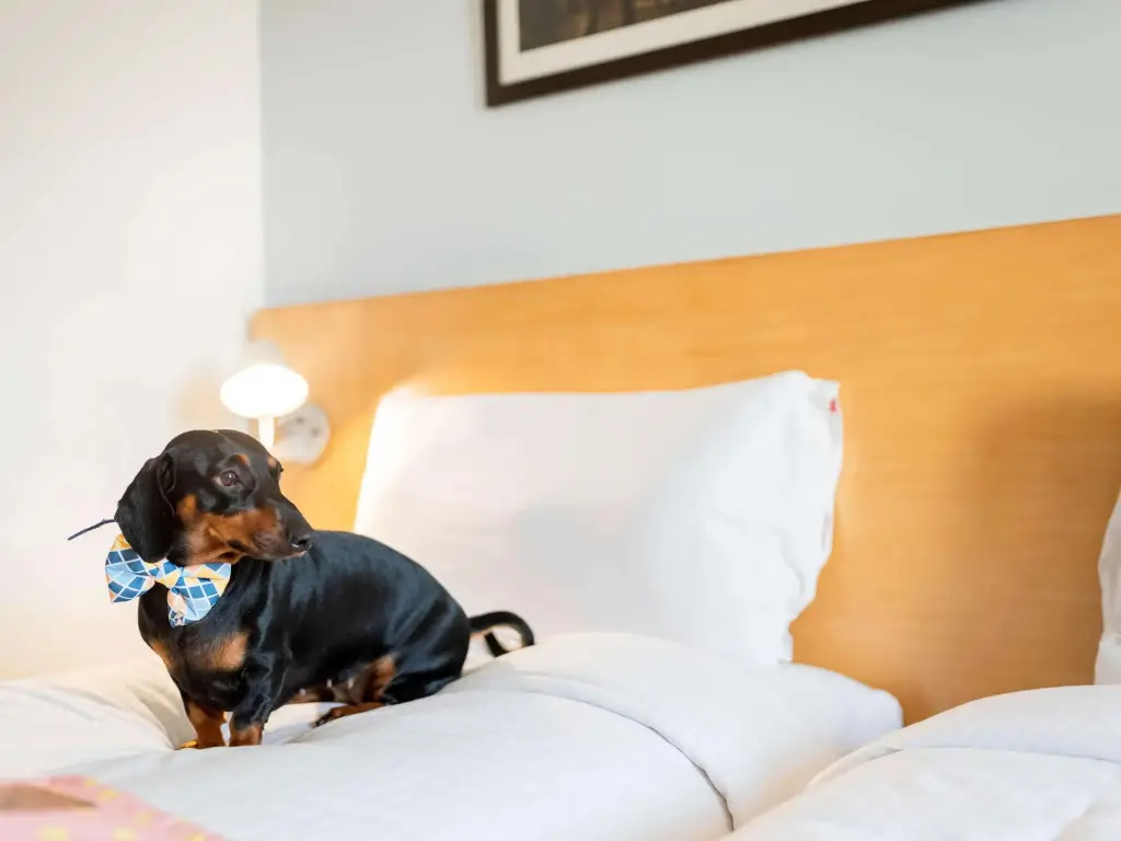 Ченнаи: ibis Chennai City Centre Hotel