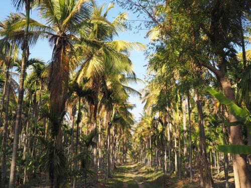 Gopis Farm — фото 1