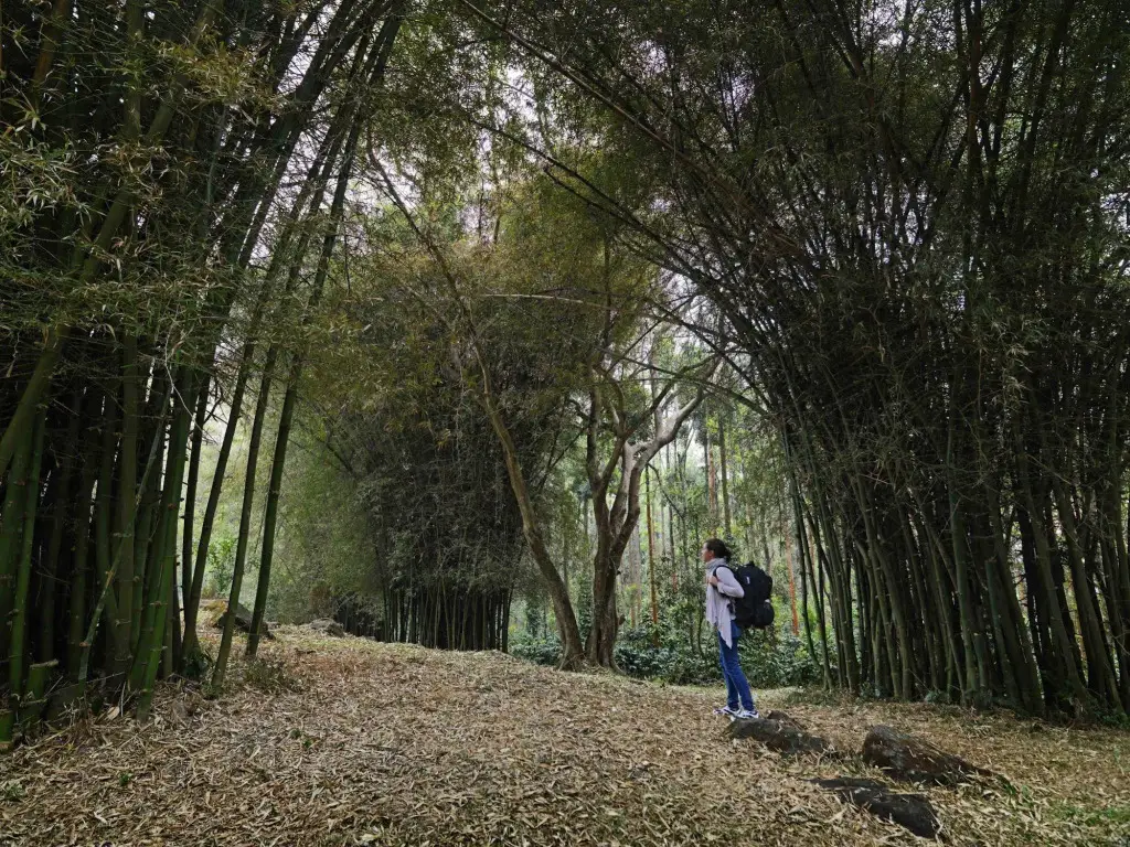 Шиккамагалуру: The Serai Chikmagalur