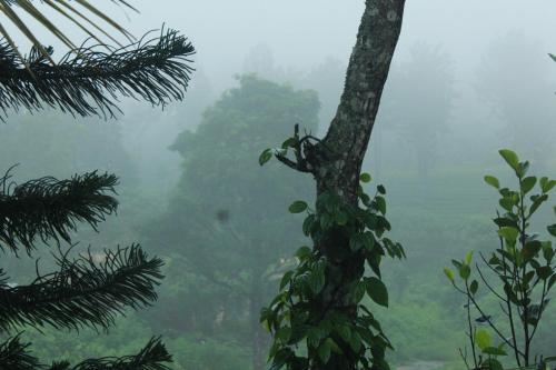 Муннар: Nakshathra Inn
