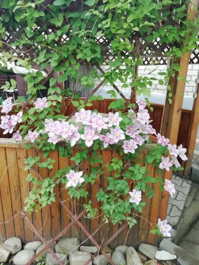 Витязево: Khristina Guesthouse
