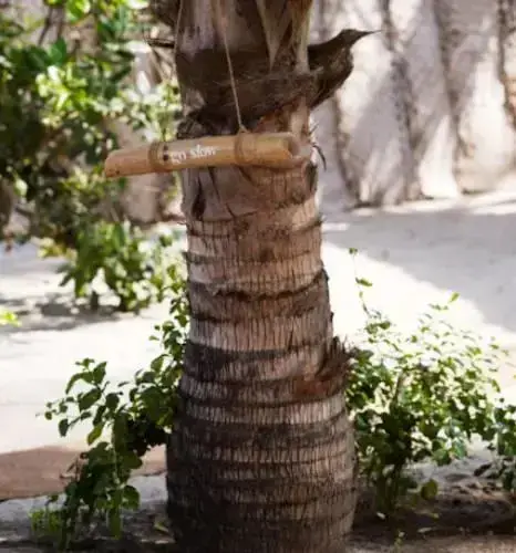 Ашвем: Little Palm Grove