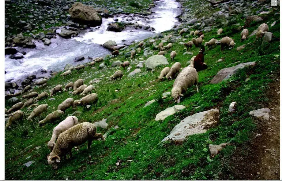 Сонамарг: Wilderness Camps Sonmarg