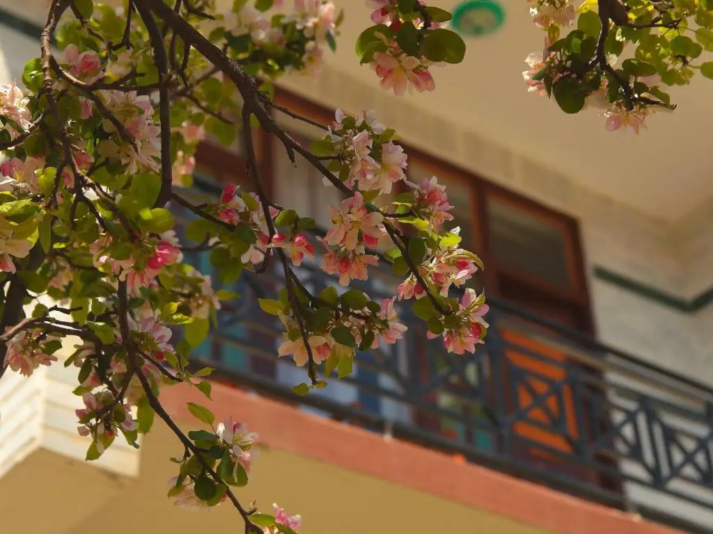 Манали: The Manali Lodge