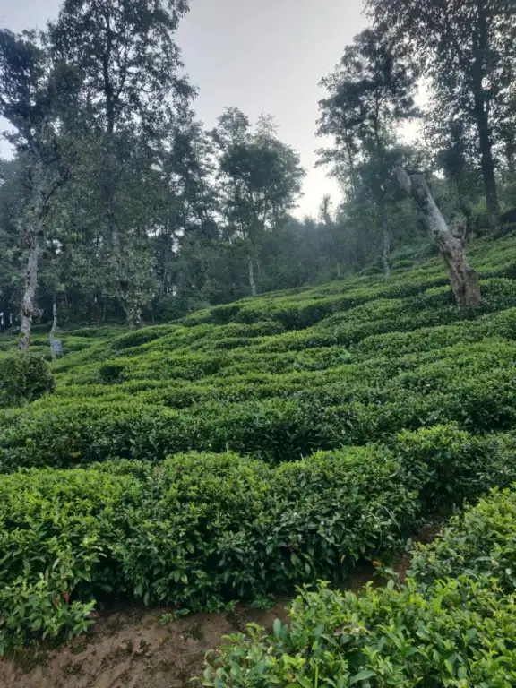 Bageshwar: Dhamot HomeStay