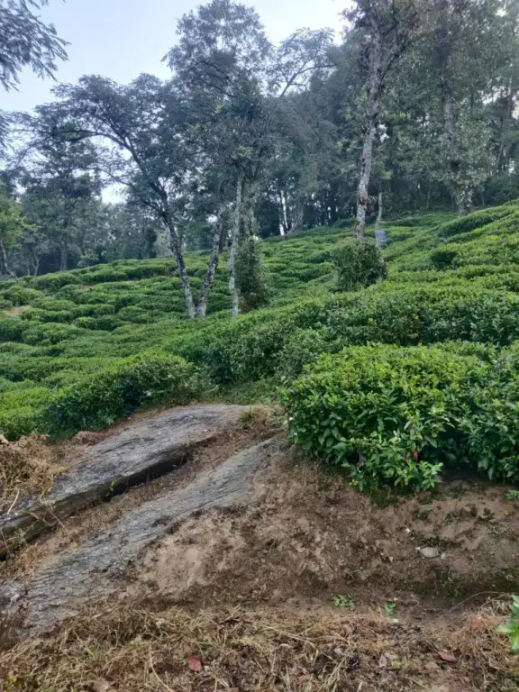 Bageshwar: Dhamot HomeStay