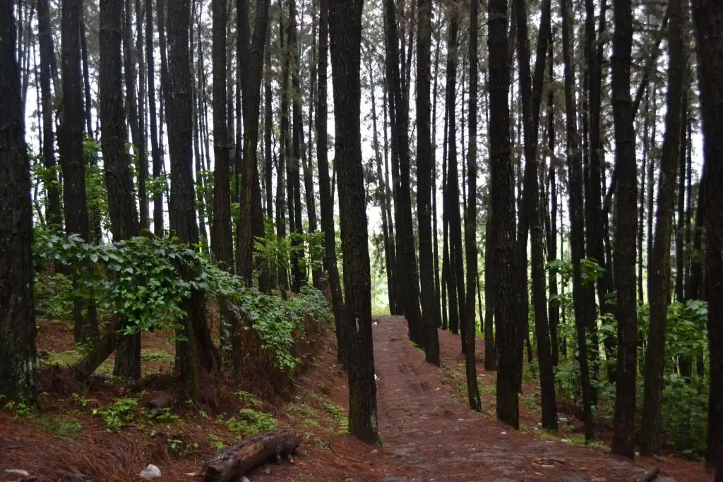 Кумили: Ferndale Homestay