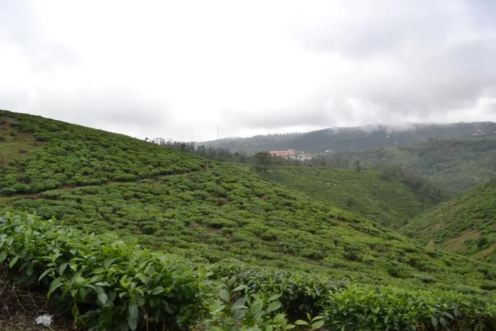 Кумили: Ferndale Homestay