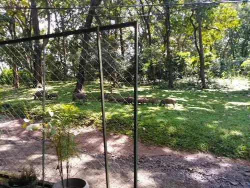Кумили: Wild Window - Forest View Homestay