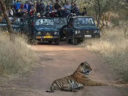 Савай-Мадхопур: Ranthambore Tiger Home