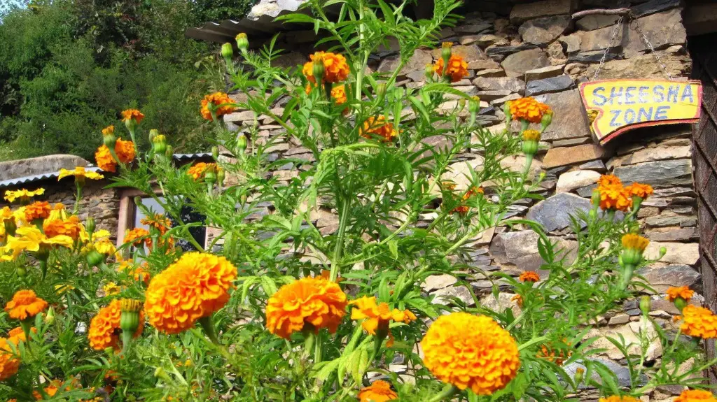 Техри: Whispering Pines Himalayan Retreat