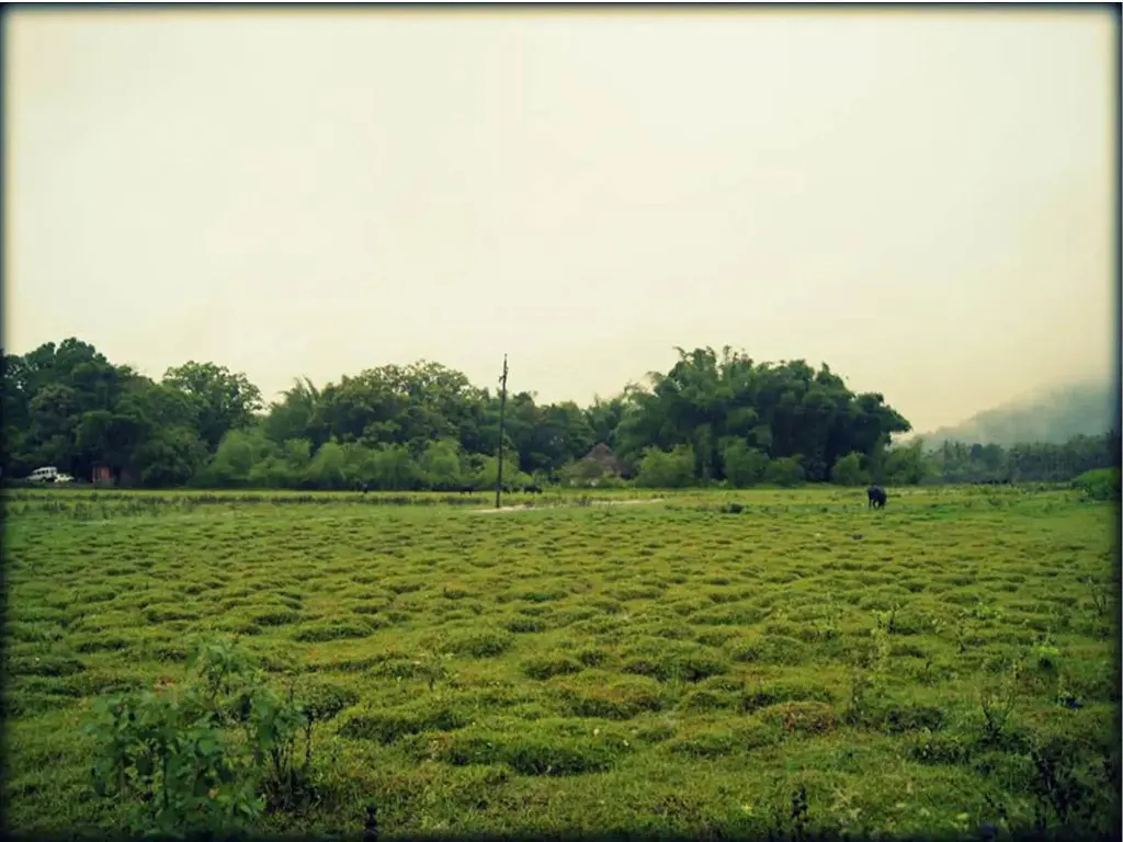 Кумили: Elephant Route Resort