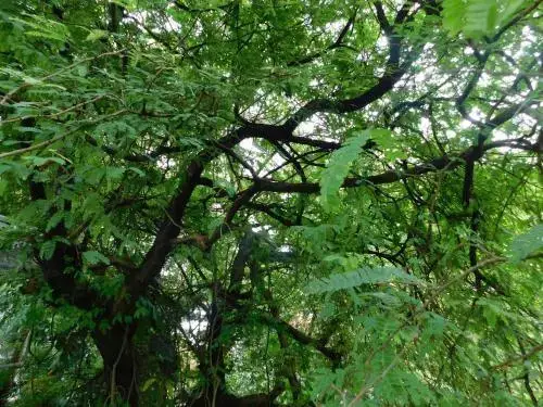 Коччи: Green Woods Bethlehem