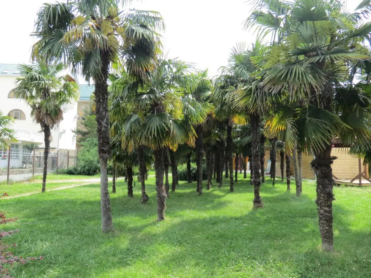 Сочи: Guest House Florencia