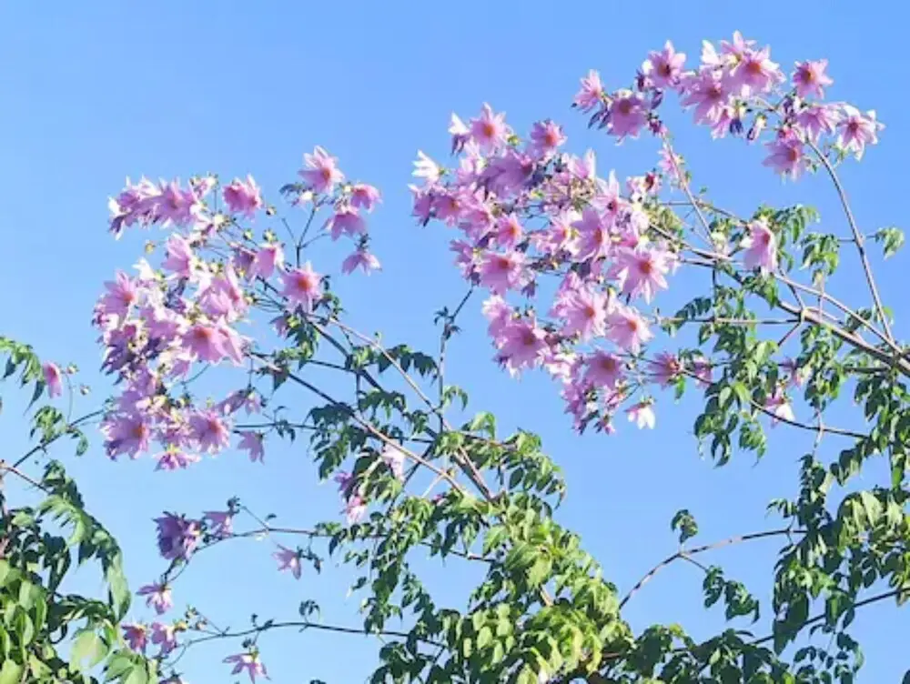 Раникхет: Zen Oaks Homestay