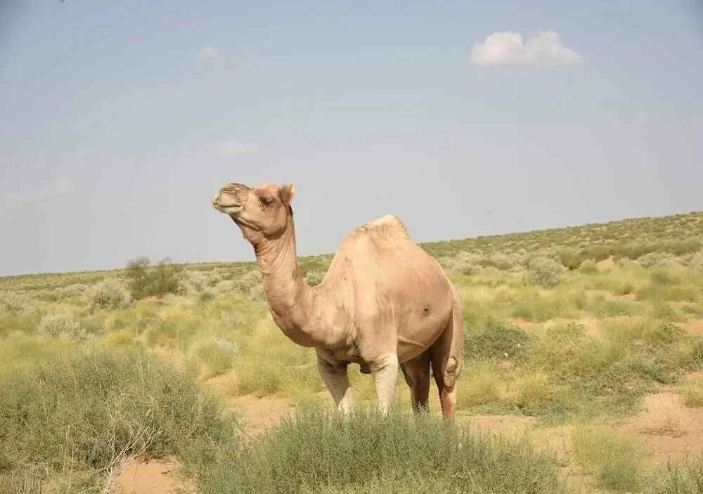 Государственный заповедник Desert National Park: Classic Fort Desert Camp