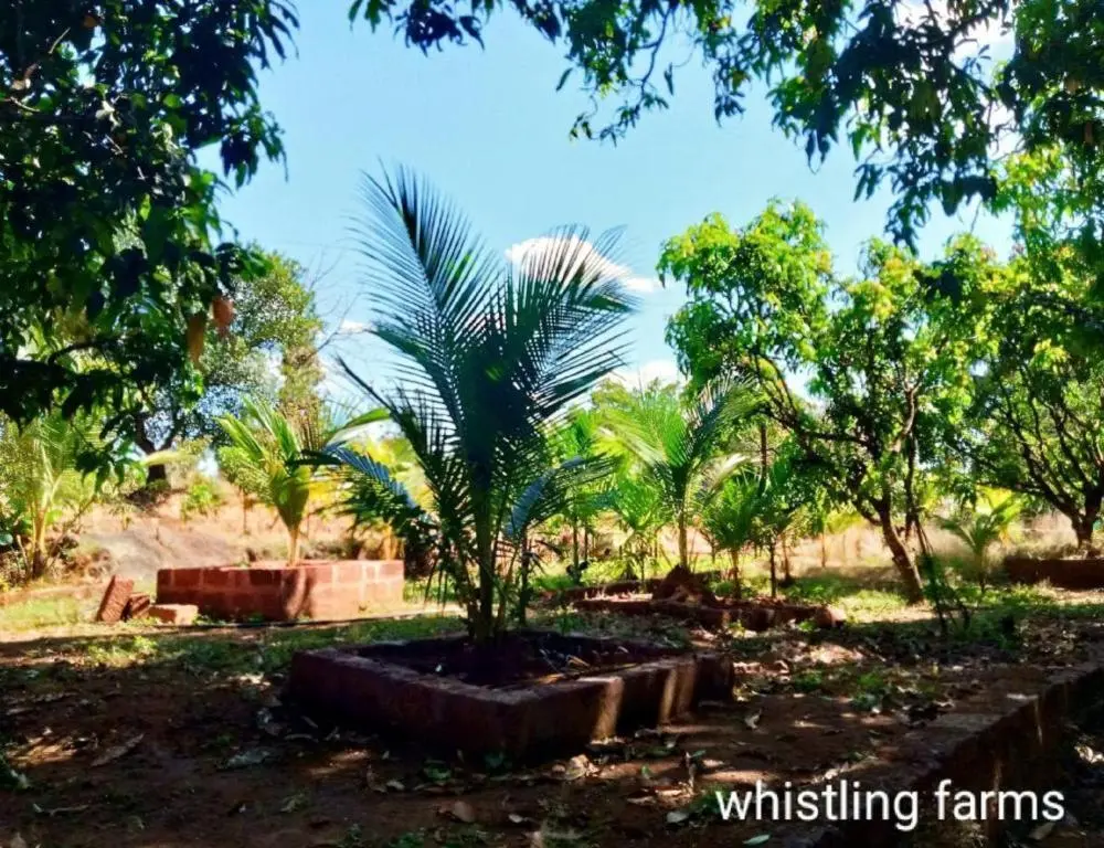 Пляж Ганпатипуле: Whistling Farms Home Stay