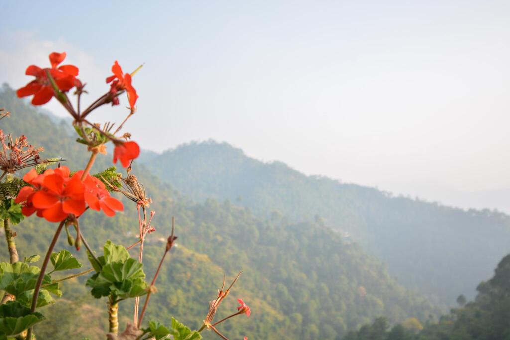 Солан: OYO Home 64149 Pleasant Stay Kasauli