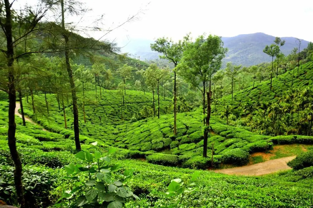 Sakleshpur: BlueMoon Homestay - Near to falls & Trekking