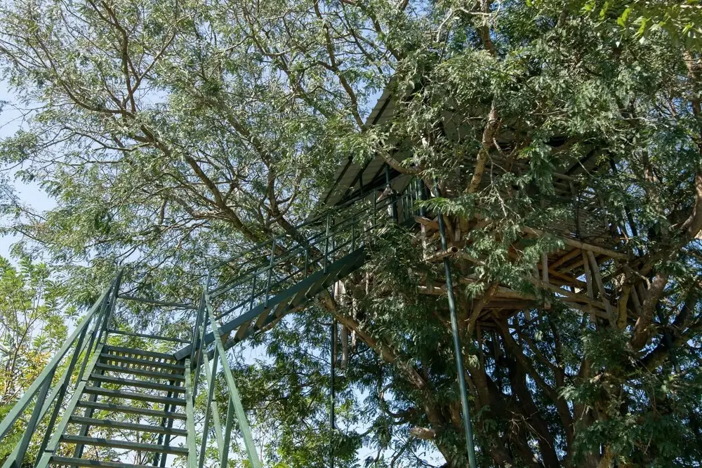 Bamboo banks — фото 1