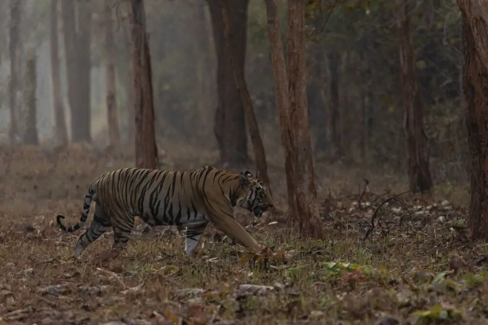Avadale Tadoba - Stag Groups Not Allowed — фото 1