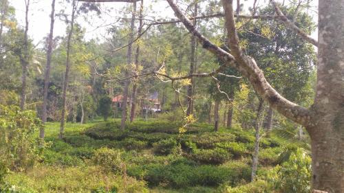 Муннар: White Tea Estate House