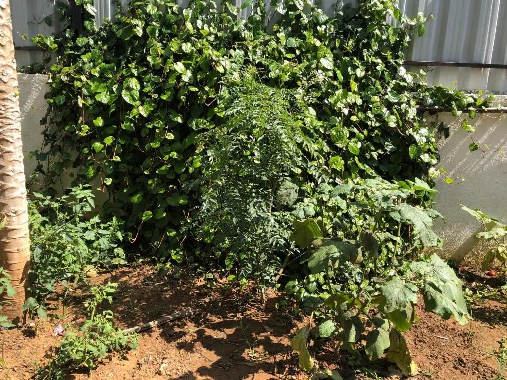 Palahalli: Prashanth's Mysore Home