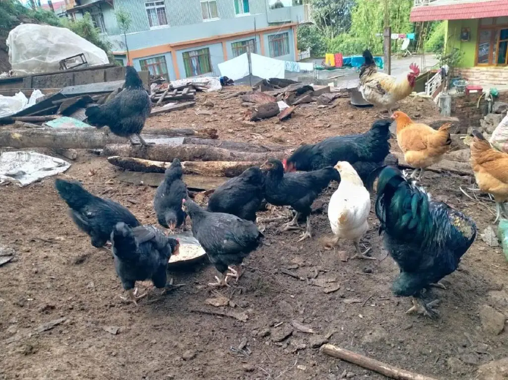 Калимпонг: Sherpa Residency and Farmhouse