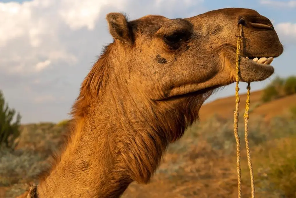 Джайсалмер: Hotel Desert Journey Jaisalmer