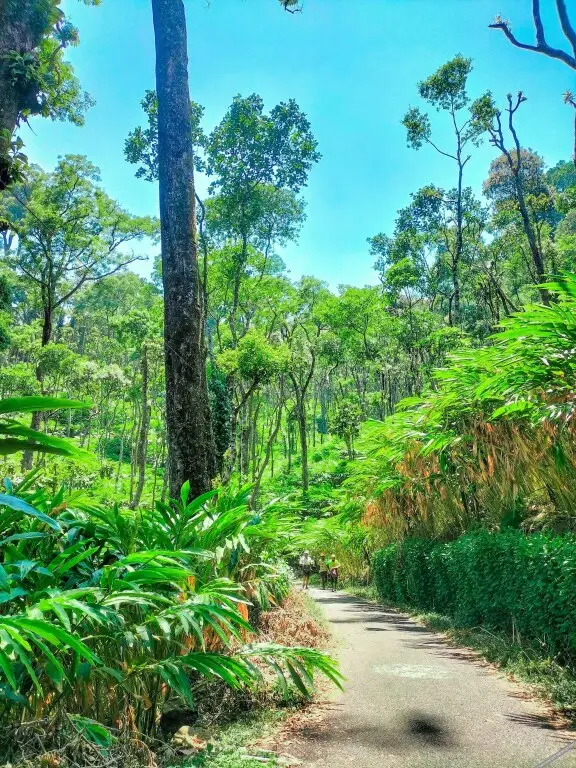 Идукки: Mystic Mayapott Thekkady