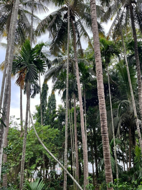Лонда: Dandeli River Nest