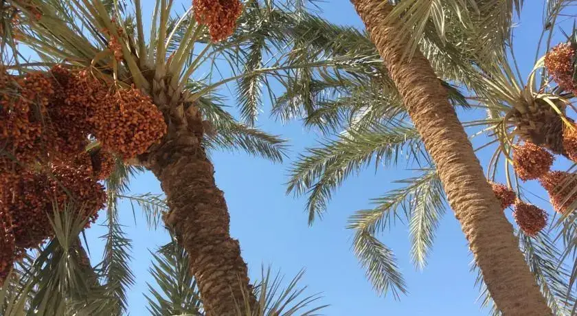 Нувейба: Saraya Beach