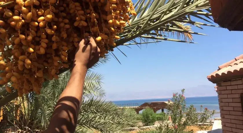 Нувейба: Saraya Beach