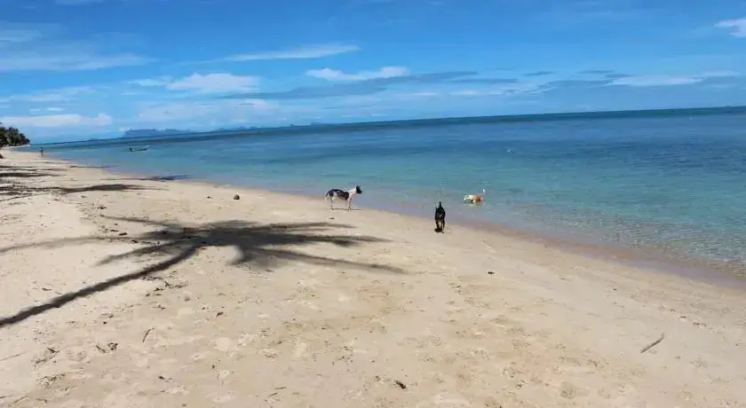 Самуи: Bungalow Samui Ocean View
