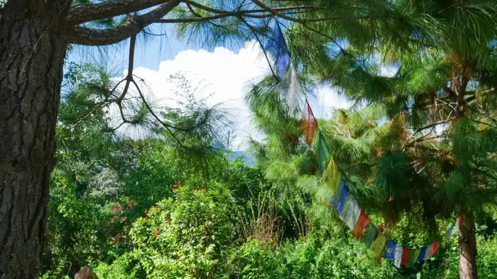 Чианг Дао: Microkosmos Guest House (Chiang Dao)